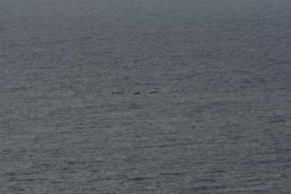 Delfines mulares a 3 kilómetros de la costa, la semana pasada.