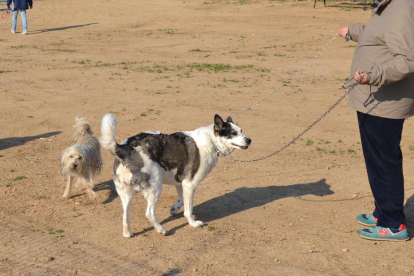 Imatge d'una de les zones d'esbarjo per a gossos de Reus.