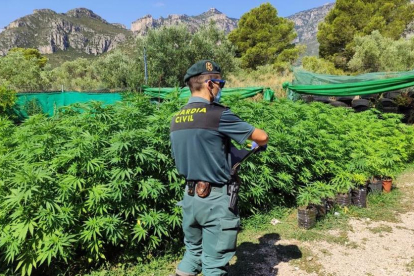 Un agent de la Guàrdia Civil a la plantació.