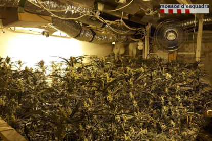 Pla general de les plantes de marihuana conreades a l'interior d'un xalet i un magatzem a Campredó.