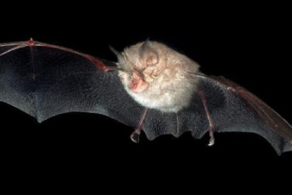 Imagen de un murciélago de herradura pequeño