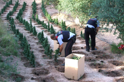 Sá agentes de los Mossos d'Esquadra confiscando plantas de marihuana localizadas en una finca de Flix.