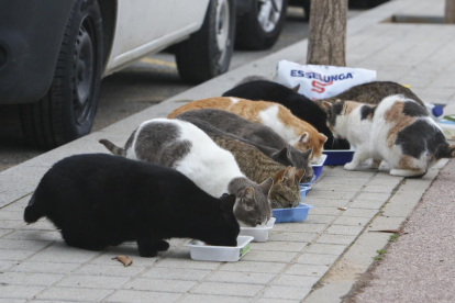 Una imagen de archivo de una colonia de gatos.