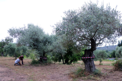 Pla general d'un camp amb oliveres monumentals marcades amb una cinta per Salvem lo Montsià a la partida de Valldepins, Ulldecona.