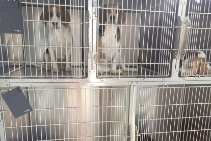 Algunos de los perros rescatados en las jaulas del laboratorio.