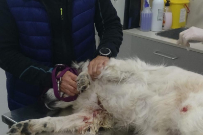 Imatge d'un dels gossos que van resultar ferits després de l'atac.