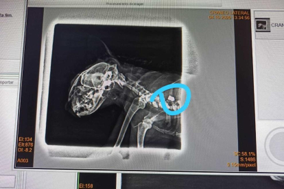 Imatge de la radiografia que van fer-li a l'animal per trobar el motiu de la seva ferida.