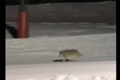 Captura d'imatge del vídeo on es veu el llop a Núria.