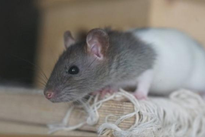 Augmenten plagues de rates, mosquits i paparres després del confinament