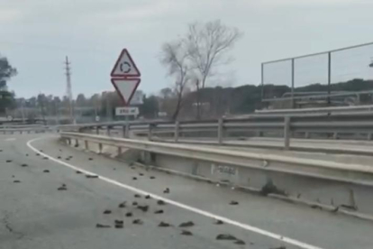 Imagen de los pájaros muertos al lado de la carretera