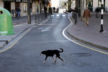 Un perro abandonado por las calles de Valencia.