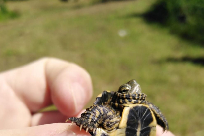 Un ejemplar de tortuga de arroyo.