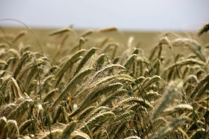 Imagen de archivo de un campo de trigo.