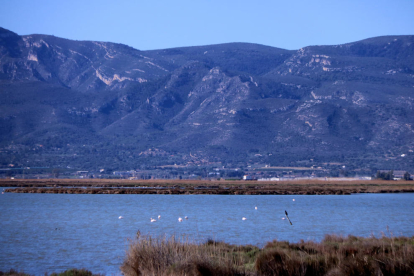 Plano general de flamencos en la laguna de la Encanyissada, en el delta del Ebro.