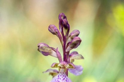 Primer pla de l'orquídia 'Orchis cazorlensis', en perill d'extinció, que s'ha tornat a trobar al Parc Natural dels Ports.