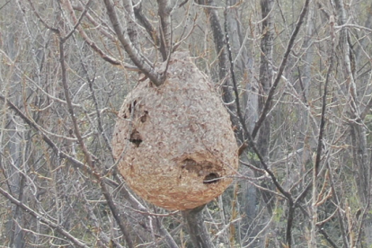 Imatge d'un rusc de vespa asiàtica.