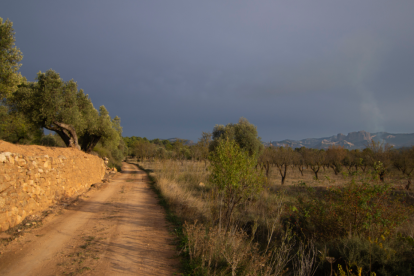 El camino entre olivares, al fondo los puertos de Tortosa-Beceite, donde destacan las Roques de Benet