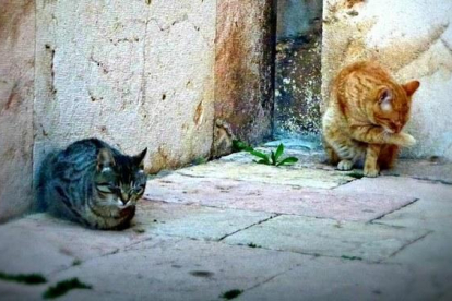 Imagen de dos gatos ferales de una de las muchas colonias que viven en la ciudad de Tarragona