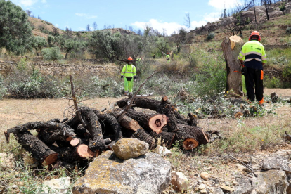 Operaris de les brigades de neteja del foc segueixen treballant en una finca d'oliveres afectada per l'incendi a Vinebre.