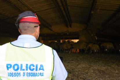 Un agente de los Mossos en la inspección a una explotación ganadera de Xerta denunciada por las malas condiciones de las instalaciones y de los corderos|cordeleros.