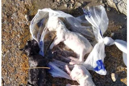 Imatge dels cossos trobats a Deltebre