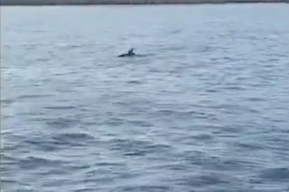 Imagen de los delfines en Tarragona.
