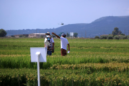 Plano general de dos participantes a la Jornada de campo de cultivo del arroz en los campos del IRTA.