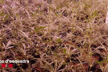 Durant els registres s'han localitzat diverses plantacions de marihuana.