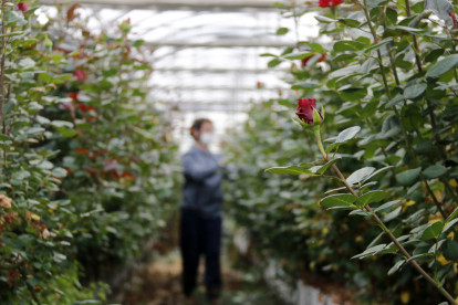 Un floricultor cuida les roses que s'havien de vendre per Sant Jordi i que ara tenen un futur incert