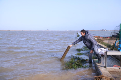Arrossaires comprueban el agua del mar que ha entrado a los arrozales de la balsa de la Arena del delta del Ebro