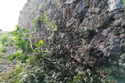 En primer terme, un dels arbres en fase de creixement en un dels murs exteriors del fortí.