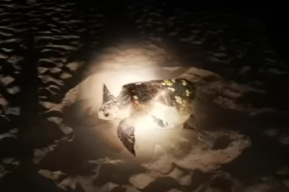 Captura del vídeo de la tortuga en la playa de la Pineda.