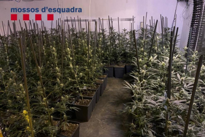 Els Mossos d'Esquadra van trobar més de 3.000 plantes de marihuana a dins els habitatges de Lloret i Tossa de Mar.