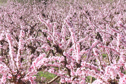 Un camp de presseguers florits, a la Ribera d'Ebre.