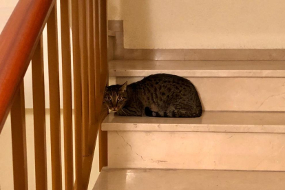 Imagen de la gata encontrada en la escalera|escala.