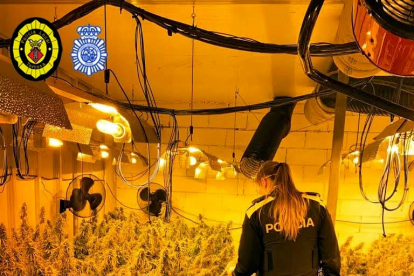 Una agente de la policía local de Tortosa a la plantación de marihuana localizada en naves del polígono Catalunya Sud de Tortosa