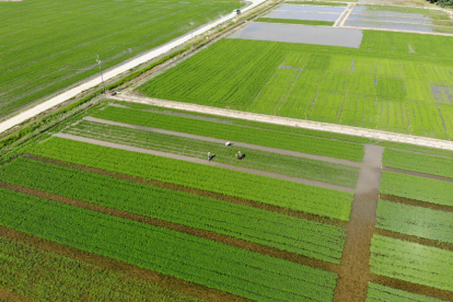 Imatge aèria d'un camp d'arròs ecològic plantat en files.