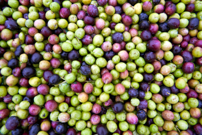 Les olives de varietats experimentals cultivades a Batea.