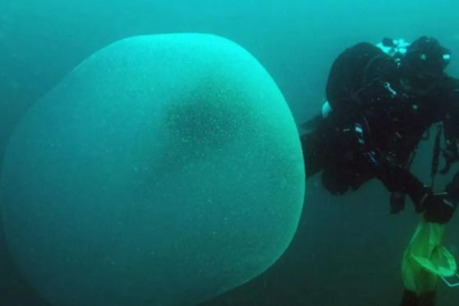 Imagen de una de las enormes esferas gelatinosas fotografiadas en el Atlántico, cerca de la costa de Noruega.