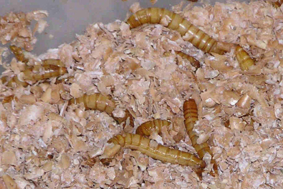El gusano de la harina es rico en proteínas y fibra.