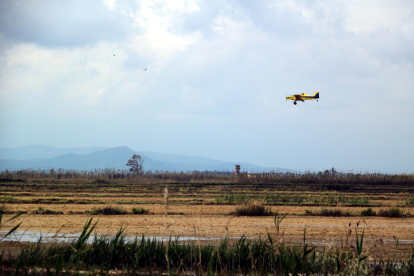 Una avioneta que fa les fumigacions contra el mosquit al Delta de l'Ebre.