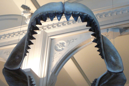 Imatge del que podria ser la boca d'un megalodon.