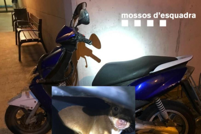 Imagen de la moto y el animal que ha compartido la policía en arxes.
