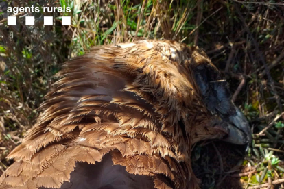 Plano detalle del águila cuabarrada encontrada muerta en Vinallop.