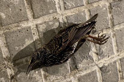 Uno de los pájaros que ha aparecido muerto en Tarragona.