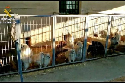 Gossos en una gàbia de la granja.