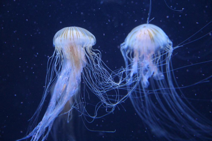 Las medusas son esenciales dentro de la cadena trófica en los océanos.