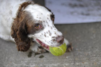 Imatge d'un gos amb una pilota de tennis a la boca.