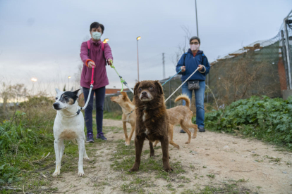 Quatre dels 120 gossos que la Protectora d'Animals i Plantes de Tarragona acull actualment, a més a més d'un total de 180 gats.