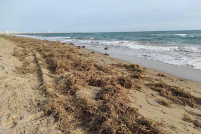 La arena acumulada junto en el muro del paseo marítimo es trasladada a los lugares más erosionados.